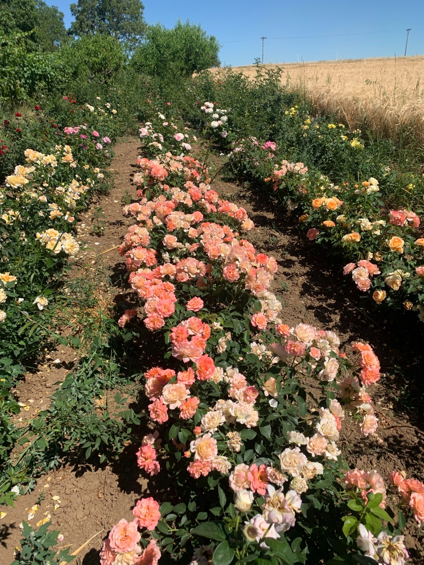Škôlka ruží máj,2021 (bordure apricot na fotke)